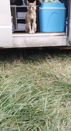 Chat perdu Sans race particulière
