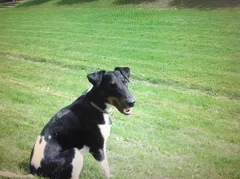 Chien perdu Fox-Terrier