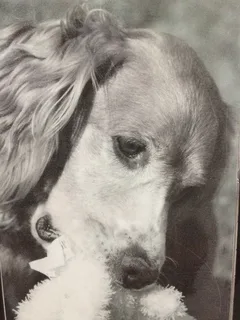 Chien perdu Cocker Américain