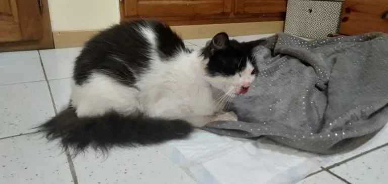 Chat trouvé