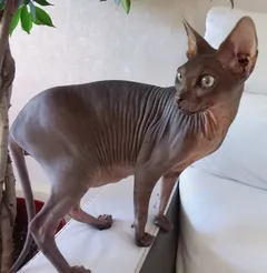 Chat trouvé Sphynx