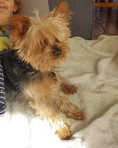 Chien perdu Yorkshire Terrier