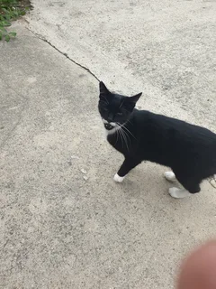 Chat trouvé Européen