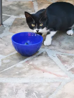 Chat trouvé Européen