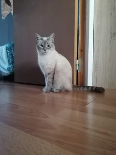 Chat perdu Européen
