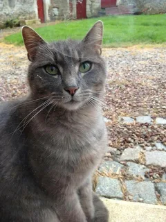 Chat perdu Européen