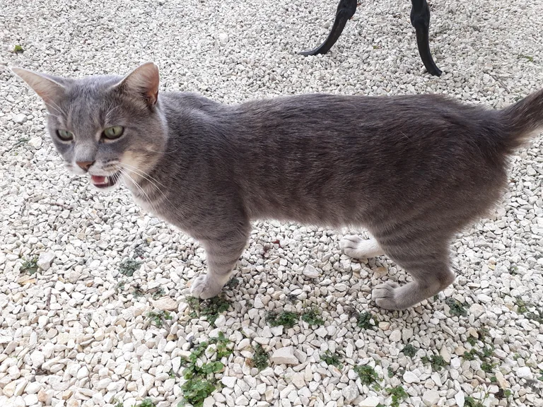 Chat trouvé