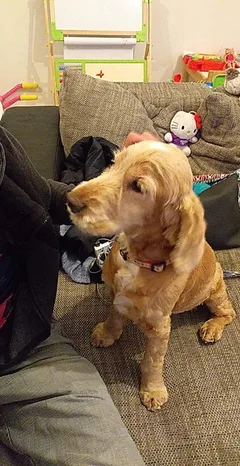 Chien trouvé Cocker Anglais