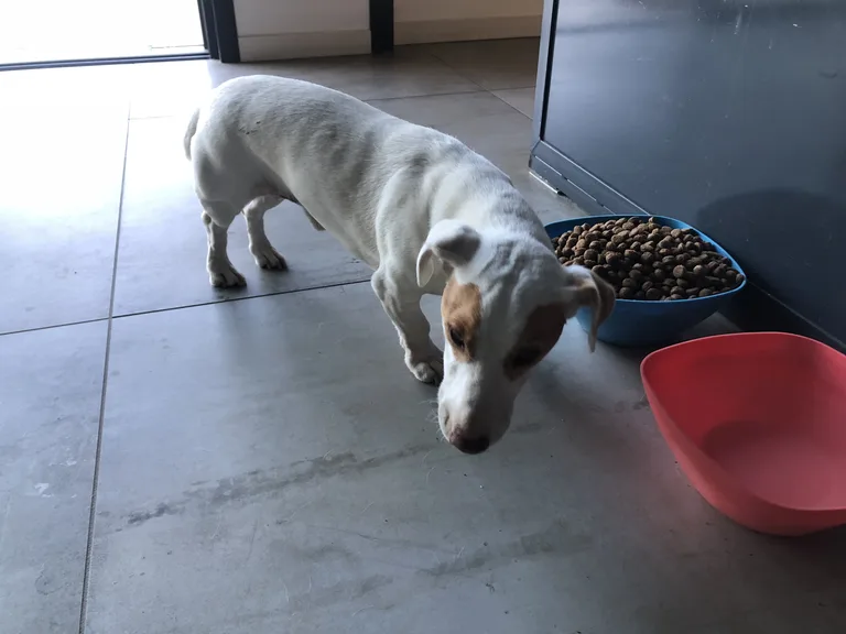 Chien trouvé