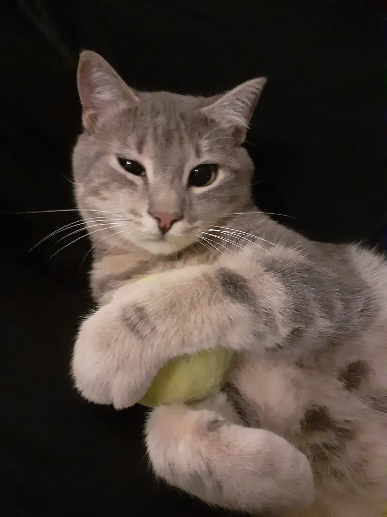 Wiski