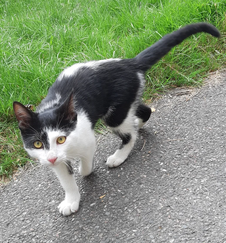Chat trouvé