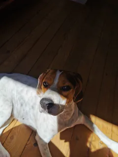 Chien perdu Beagle