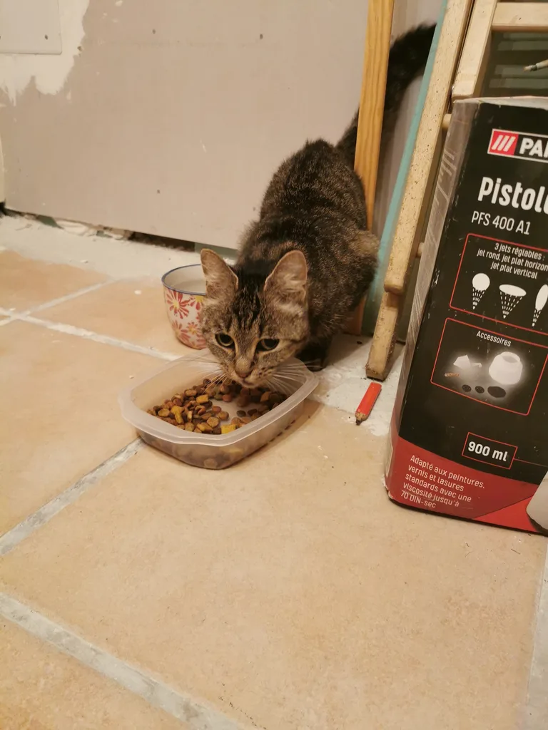 Chat trouvé
