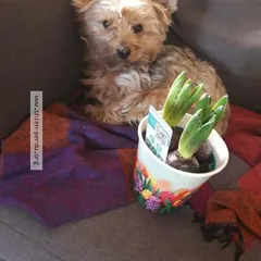 Chien perdu Yorkshire Terrier