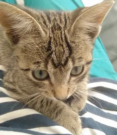 Chat trouvé Sans race particulière