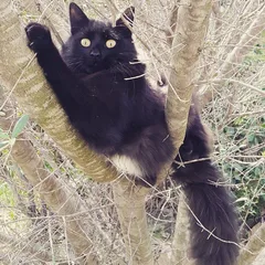 Chat perdu Sans race particulière