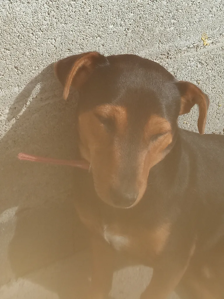 Skampi