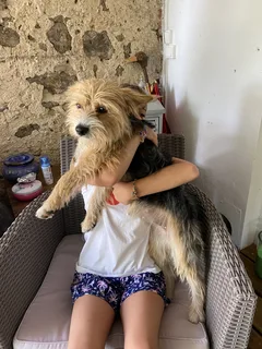 Chien trouvé Yorkshire Terrier