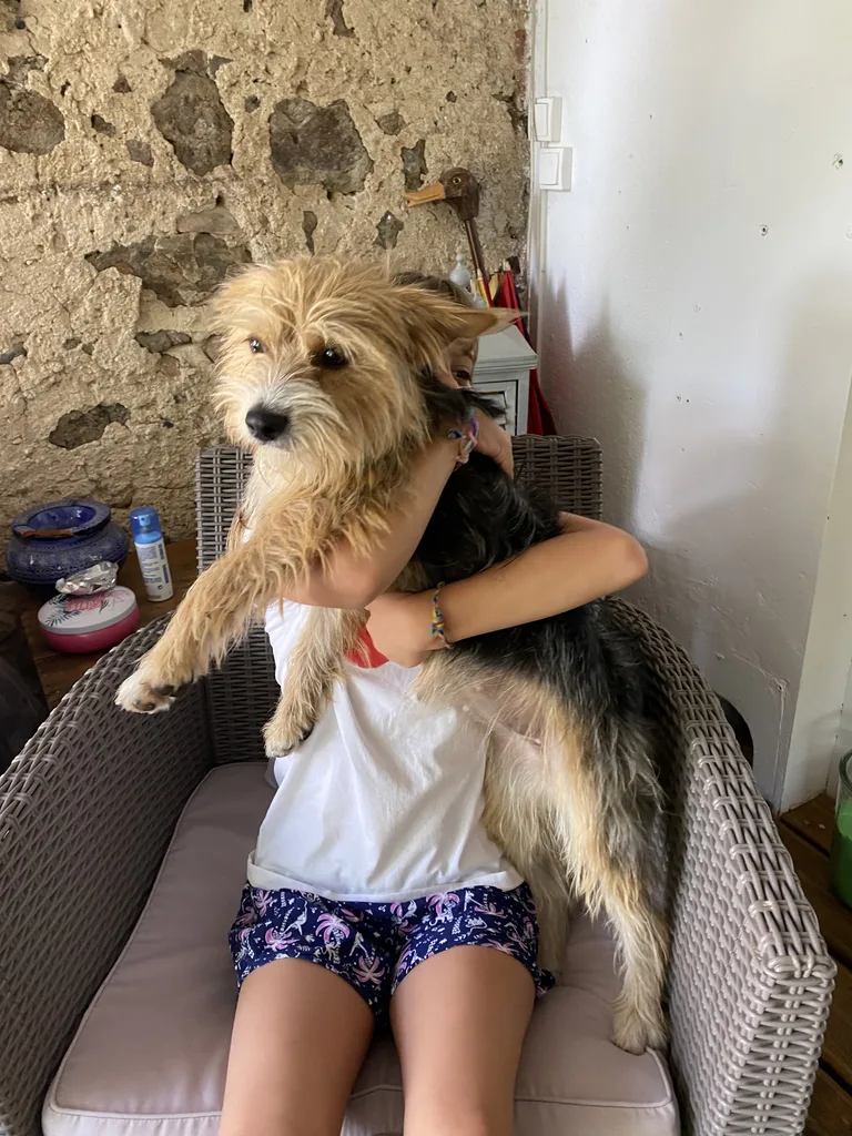 Chien trouvé