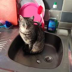 Chat perdu Européen