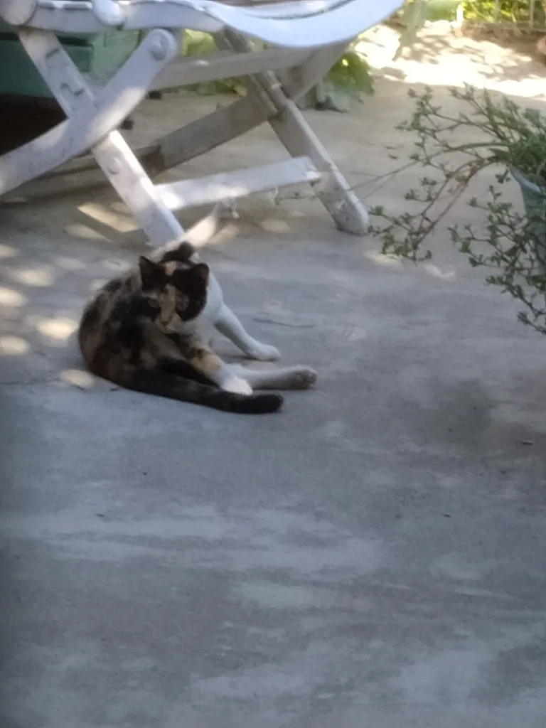 Chat trouvé