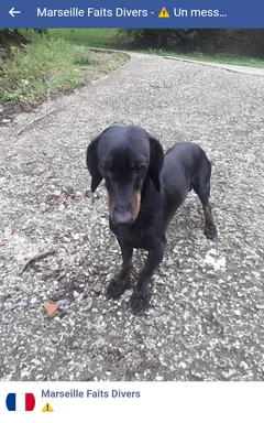 Chien perdu Teckel