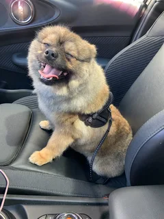Chien perdu Spitz Allemand