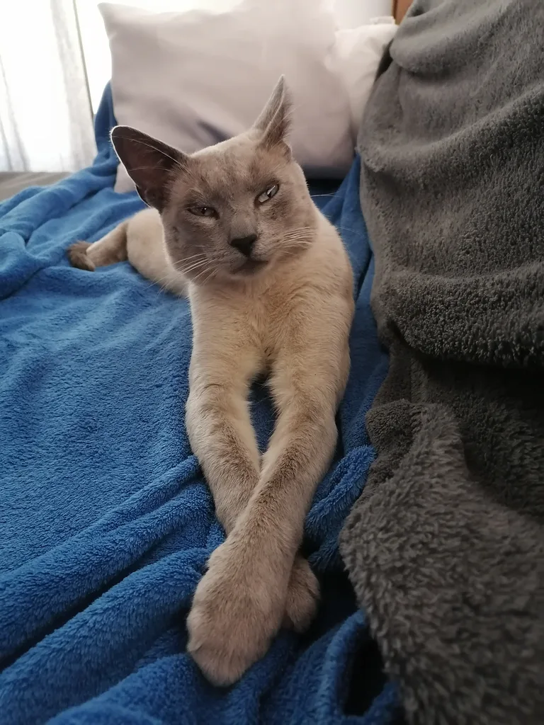 Chat trouvé