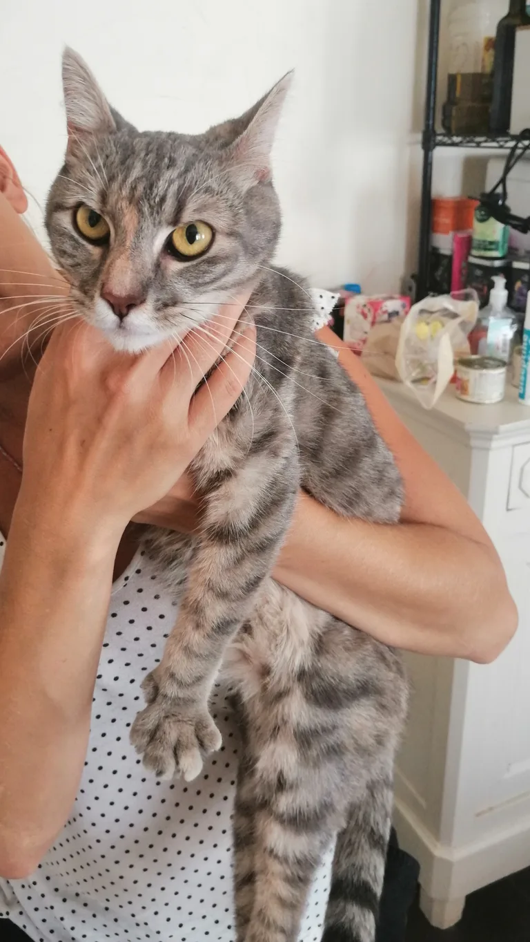 Chat trouvé