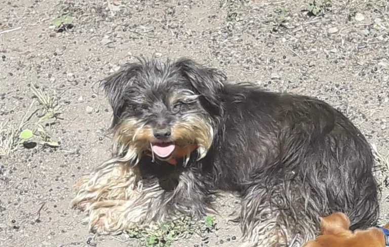 Chipette alias pepette