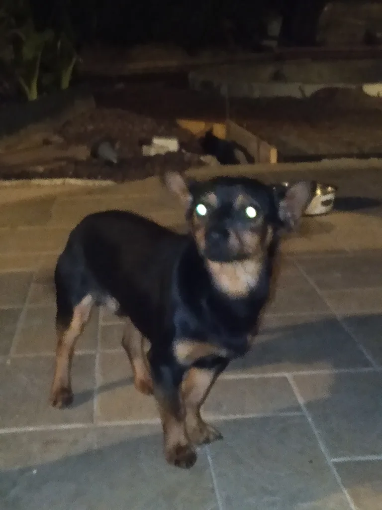 Chien trouvé