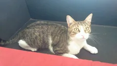 Chat perdu Européen