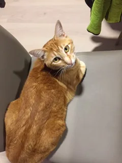 Chat perdu : Européen (COOKIE)
