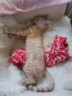 Chat perdu Européen