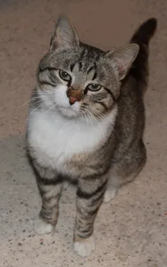 Chat trouvé Européen