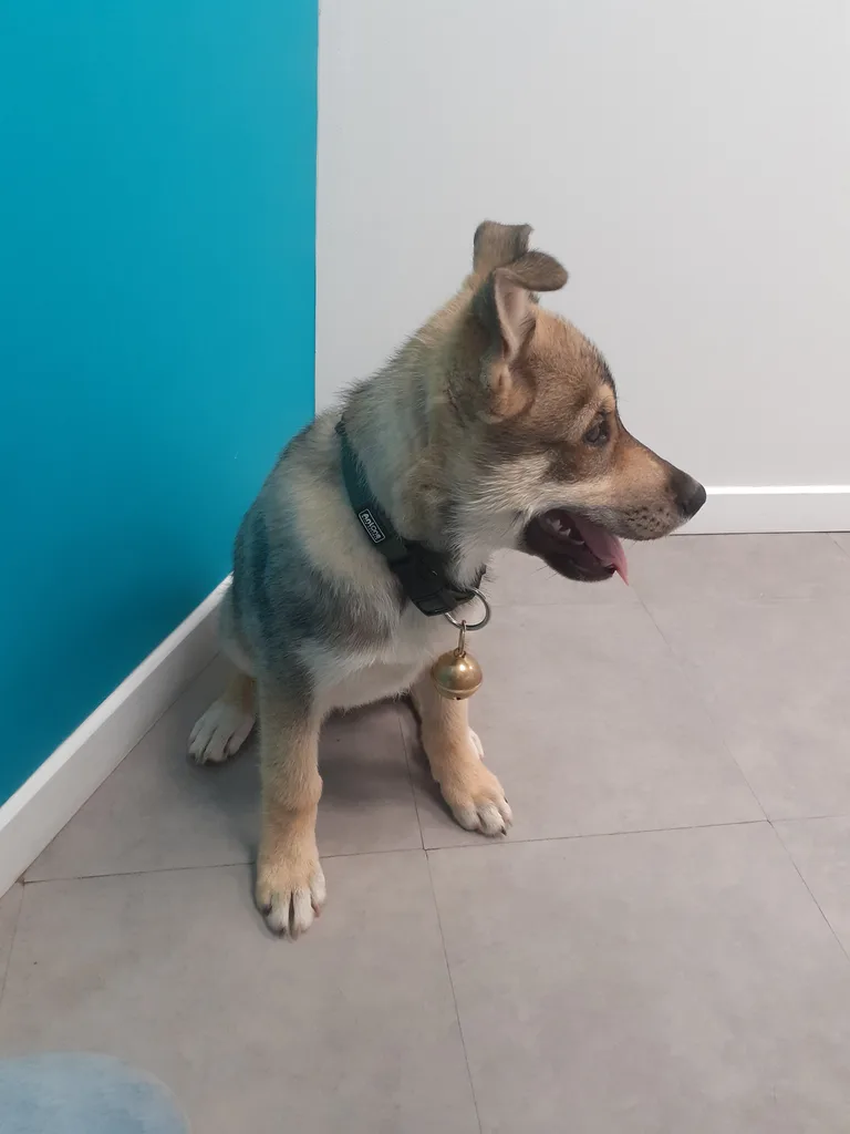 Chien trouvé