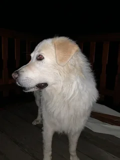 Chien trouvé Berger des Pyrénées