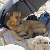 Chien perdu Chien courant Italien