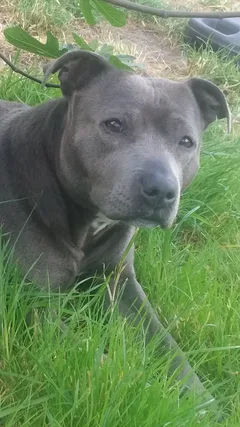 Chien perdu American-Staffordshire-Terrier