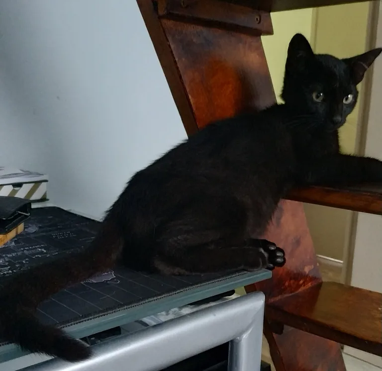 Chat trouvé