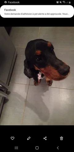 Chien perdu Cocker Anglais