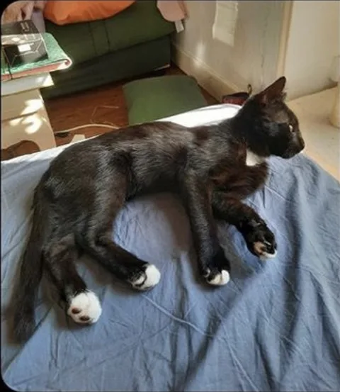 Loki