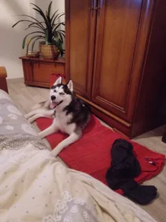 Chien perdu Husky Sibérien