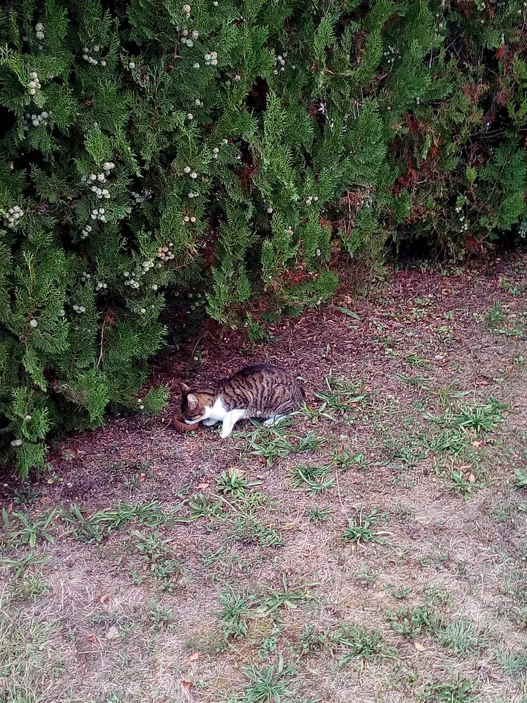 Chat trouvé