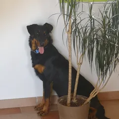 Chien perdu Beauceron