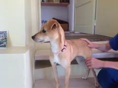 Chien trouvé Ratier pragois