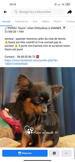 Chien perdu Chihuahua