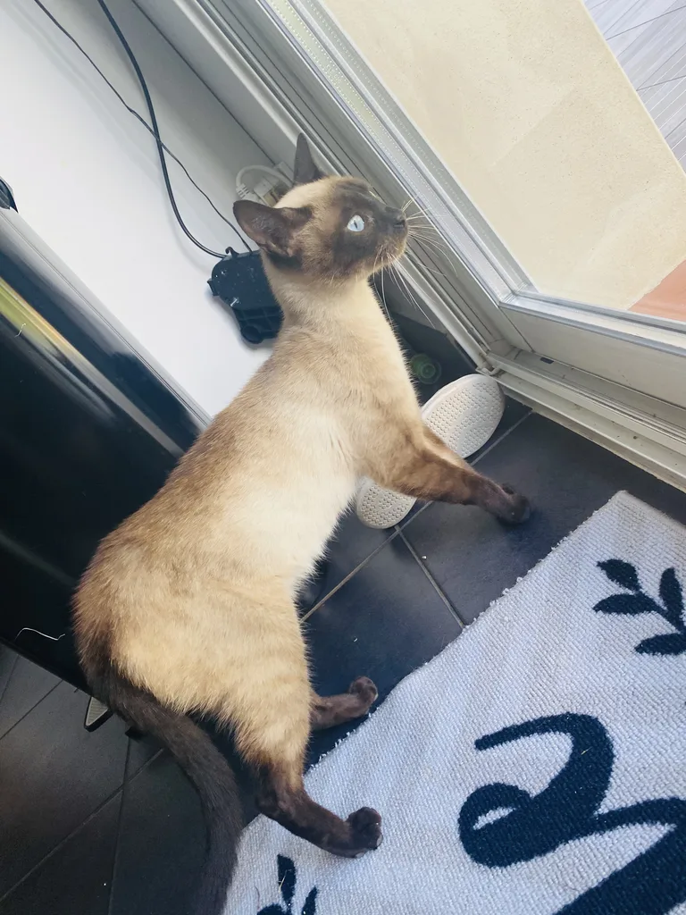 Chat trouvé