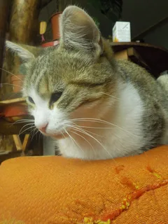 Chat perdu Croisé