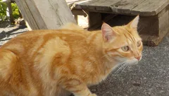 Chat perdu Croisé